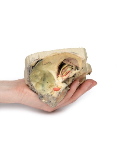 Orbita Mediale Erler Zimmer 3D anatomy Series