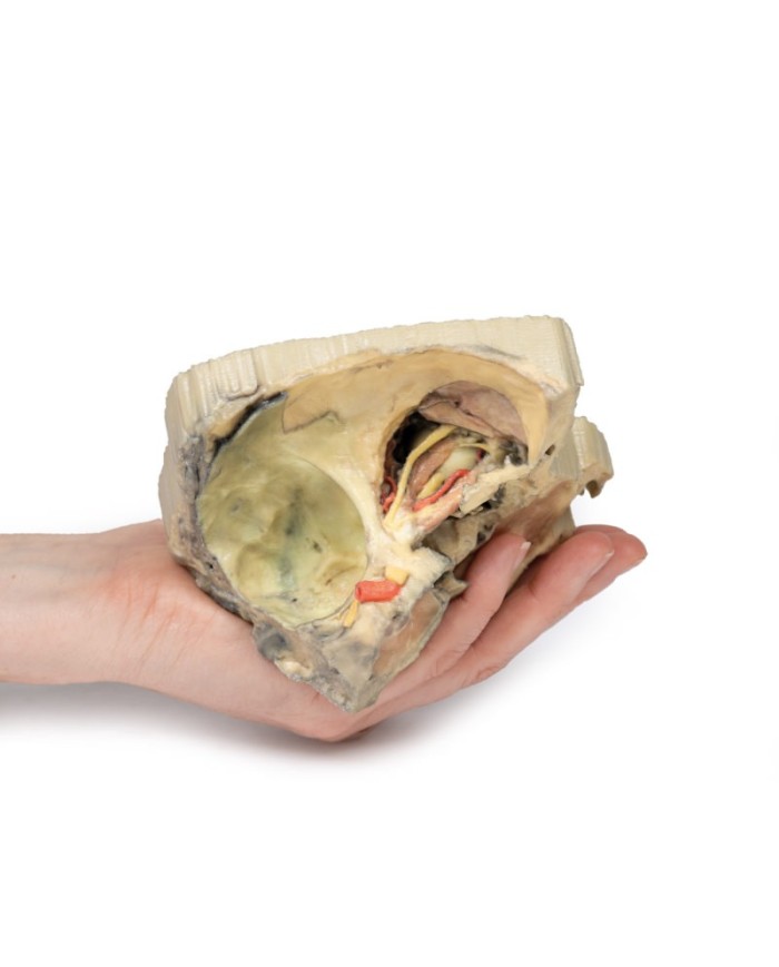 Orbita Mediale Erler Zimmer 3D anatomy Series