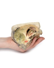 Orbita Mediale Erler Zimmer 3D anatomy Series