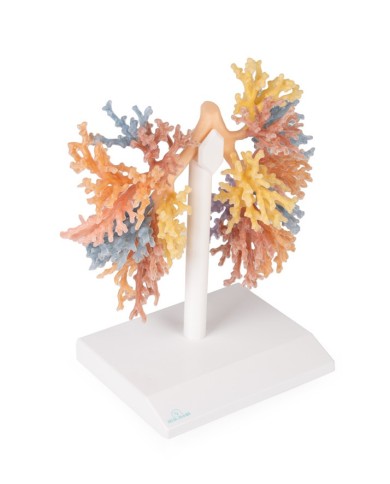 Albero Bronchiale Erler Zimmer 3D anatomy Series