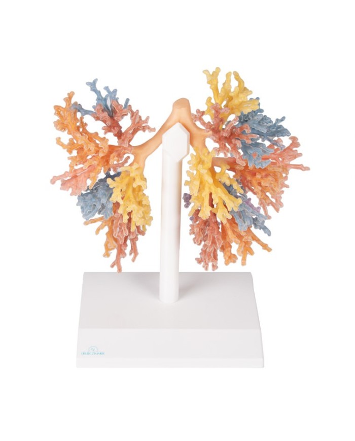 Albero Bronchiale Erler Zimmer 3D anatomy Series