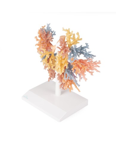 Albero Bronchiale Erler Zimmer 3D anatomy Series