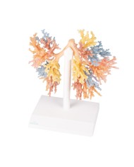 Albero Bronchiale Erler Zimmer 3D anatomy Series