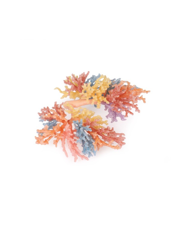 Albero Bronchiale Erler Zimmer 3D anatomy Series