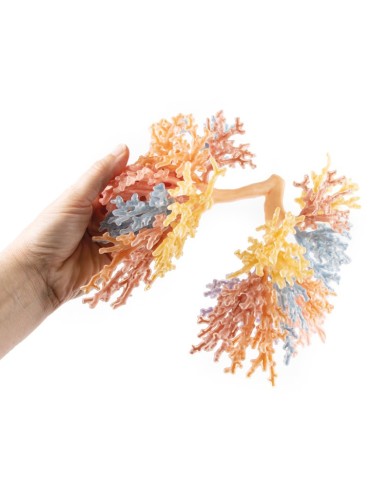 Albero Bronchiale Erler Zimmer 3D anatomy Series