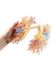 Albero Bronchiale Erler Zimmer 3D anatomy Series