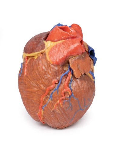 Cuore completo Erler Zimmer 3D anatomy Series Cuore completo Erler Zimmer 3D anatomy Series