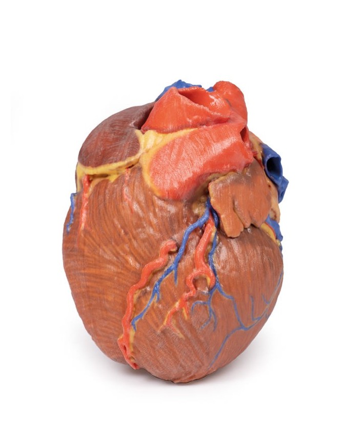 Cuore completo Erler Zimmer 3D anatomy Series