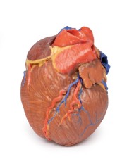 Cuore completo Erler Zimmer 3D anatomy Series