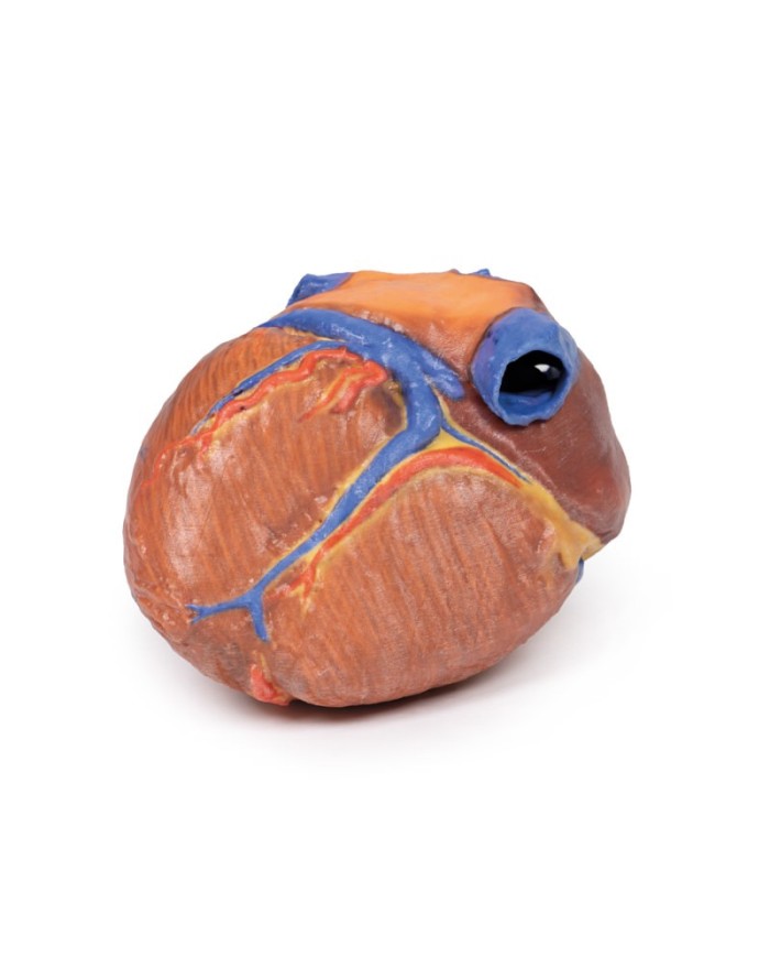 Cuore completo Erler Zimmer 3D anatomy Series