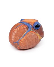 Cuore completo Erler Zimmer 3D anatomy Series