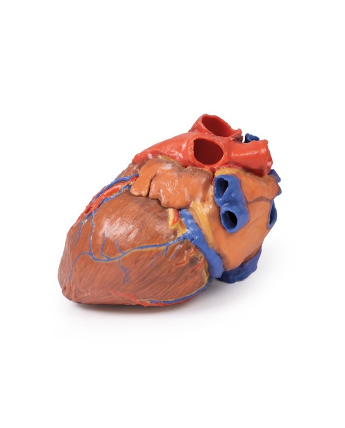 Cuore completo Erler Zimmer 3D anatomy Series