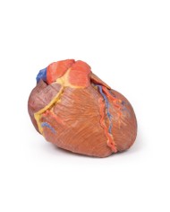 Cuore completo Erler Zimmer 3D anatomy Series