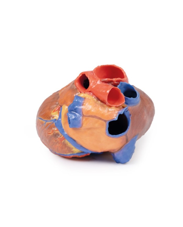 Cuore completo Erler Zimmer 3D anatomy Series