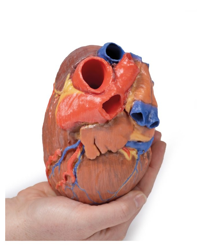Cuore completo Erler Zimmer 3D anatomy Series