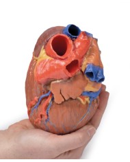 Cuore completo Erler Zimmer 3D anatomy Series