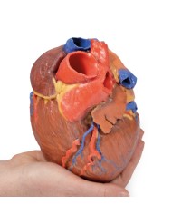Cuore completo Erler Zimmer 3D anatomy Series