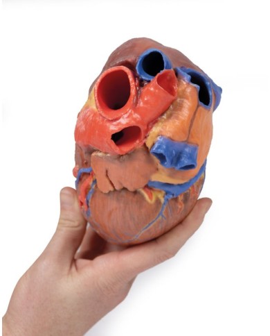 Cuore completo Erler Zimmer 3D anatomy Series Cuore completo Erler Zimmer 3D anatomy Series