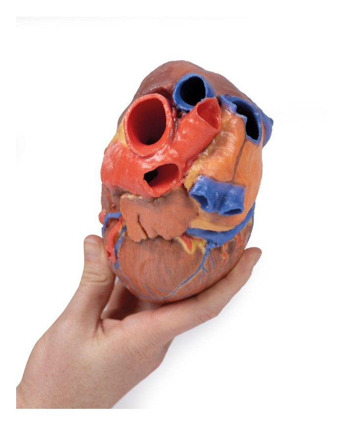 Cuore completo Erler Zimmer 3D anatomy Series