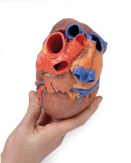 Cuore completo Erler Zimmer 3D anatomy Series