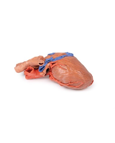Cuore e trachea distale carena e bronchi primari Erler Zimmer 3D anatomy Cuore e trachea distale carena e bronchi primari Erler Zimmer 3D anatomy