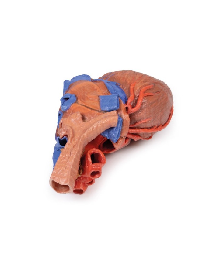 Cuore e trachea distale carena e bronchi primari Erler Zimmer 3D anatomy