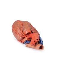 Cuore e trachea distale carena e bronchi primari Erler Zimmer 3D anatomy