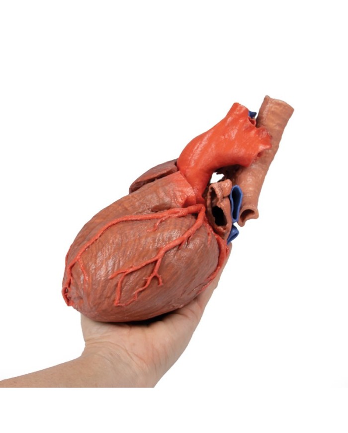 Cuore e trachea distale carena e bronchi primari Erler Zimmer 3D anatomy