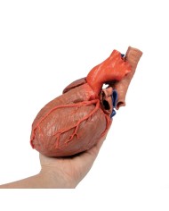 Cuore e trachea distale carena e bronchi primari Erler Zimmer 3D anatomy