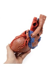 Cuore e trachea distale carena e bronchi primari Erler Zimmer 3D anatomy