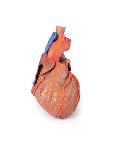 Cuore e trachea distale carena e bronchi primari Erler Zimmer 3D anatomy Cuore e trachea distale carena e bronchi primari Erler Zimmer 3D anatomy