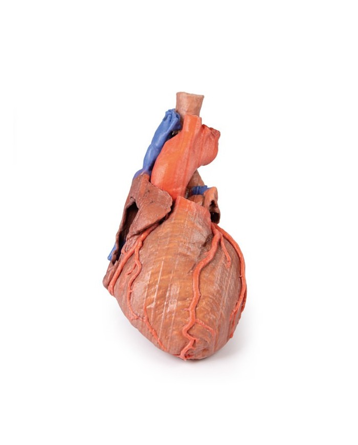 Cuore e trachea distale carena e bronchi primari Erler Zimmer 3D anatomy