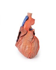 Cuore e trachea distale carena e bronchi primari Erler Zimmer 3D anatomy