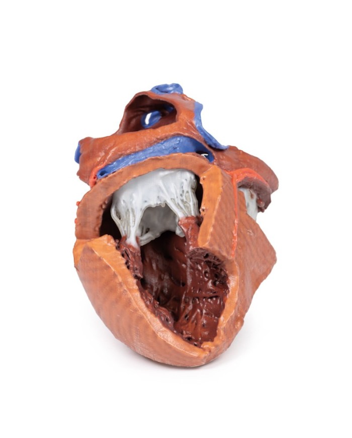 Strutture interne del cuore Erler Zimmer 3D anatomy Series