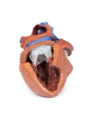 Strutture interne del cuore Erler Zimmer 3D anatomy Series