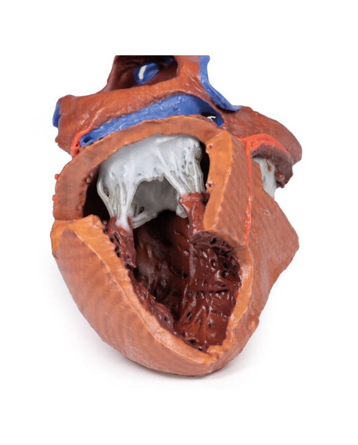 Strutture interne del cuore Erler Zimmer 3D anatomy Series