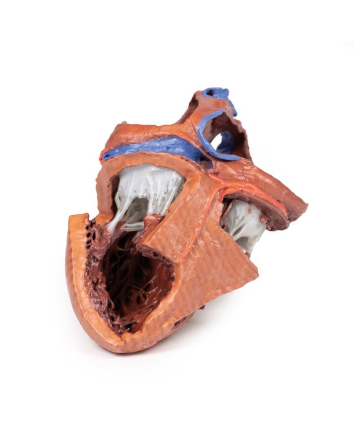 Strutture interne del cuore Erler Zimmer 3D anatomy Series