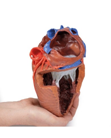 Strutture interne del cuore Erler Zimmer 3D anatomy Series Strutture interne del cuore Erler Zimmer 3D anatomy Series