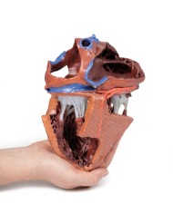 Strutture interne del cuore Erler Zimmer 3D anatomy Series