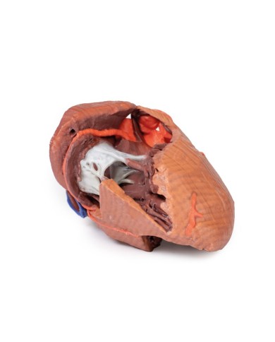 Strutture interne del cuore Erler Zimmer 3D anatomy Series Strutture interne del cuore Erler Zimmer 3D anatomy Series