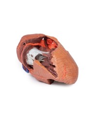 Strutture interne del cuore Erler Zimmer 3D anatomy Series