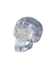 Cranio classico trasparente, scomponibile in 3 parti, modello anatomico 3B Scientific A20/T