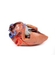 Strutture interne del cuore Erler Zimmer 3D anatomy Series