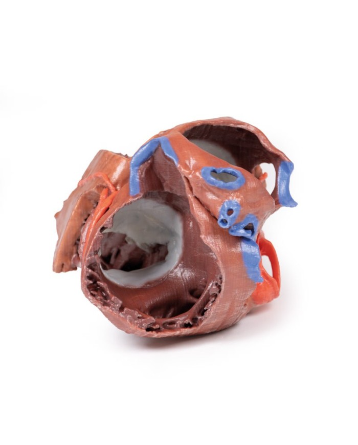 Strutture interne del cuore Erler Zimmer 3D anatomy Series