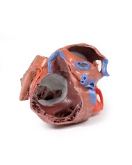 Strutture interne del cuore Erler Zimmer 3D anatomy Series