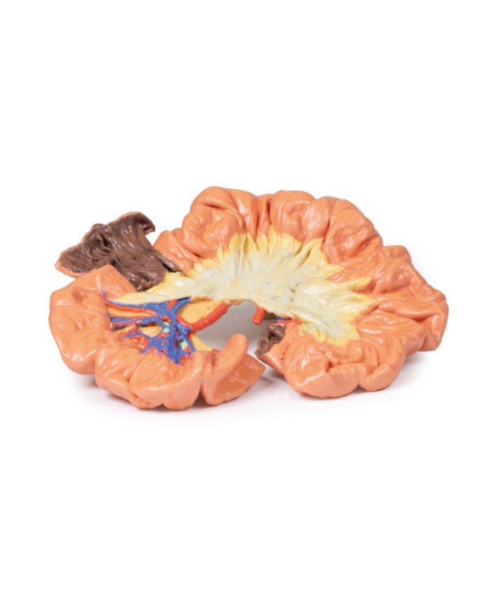 Intestino porzione di ilo Erler Zimmer 3D anatomy Series