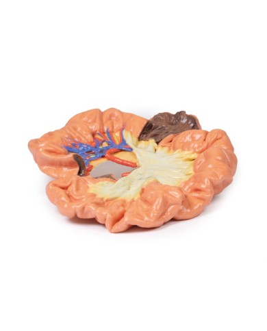 Intestino porzione di ilo Erler Zimmer 3D anatomy Series