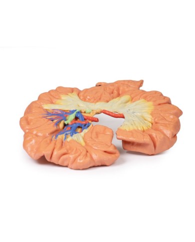 Intestino porzione di ilo Erler Zimmer 3D anatomy Series