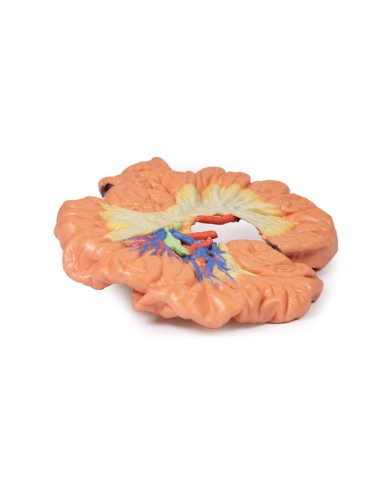 Intestino porzione di ilo Erler Zimmer 3D anatomy Series