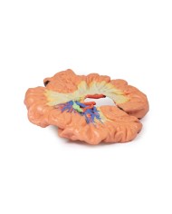 Intestino porzione di ilo Erler Zimmer 3D anatomy Series